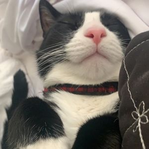 Meet your Posher, Romiel